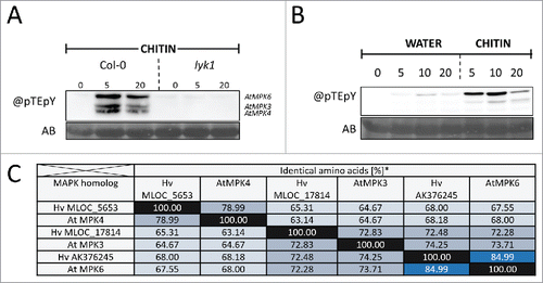 Figure 2. Comparison of Arabidopsis and barley MAP kinases. (A) Arabidopsis MPKs activated in response to chitin. MAPK activation of wild type and lyk1 (synonym cerk1) mutants was analyzed by immunoblotting using an antibody against phosphorylated TEY-motif containing MPKs (@pTEpY). For methodology see Ranf et al. (2015)Citation25 and Scheler et al. (2016).Citation11 (B) Barley MPKs activated in response to chitin were detected by @pTEpY immunoblotting. AB, amidoblack total protein staining as loading control. (C) Percent identity matrix of Arabidopsis TEY-MPKs activated in PTI and related barley proteins. Arabidopsis proteins (AtMPKs) were compared by reciprocal BLAST searches to high confidence predicted barley proteins and most similar barley (Hv) proteins containing a TEY-motif were selected as putative orthologs.