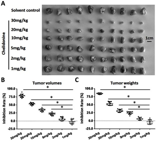 Figure 3 The antitumor effect of chelidonine on the subcutaneous growth of MHCC97-H cells. MHCC97-H cells were injected into nude mice to form subcutaneous tumor tissues. Mice received the indicated concentrations of chelidonine. The results are shown as photographs (A) or a scatter diagram of inhibition rates calculated from tumor volumes (B) or tumor weights (C). *P<0.05 versus solvent control with chelidonine. n=10.