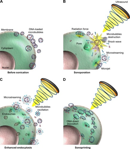 Figure 1 UMMD enhances the microbubble payload delivery into the cell.
