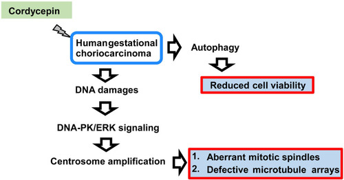 Figure 8 A working model for the effect of cordycepin on human gestational choriocarcinoma. Upon cordycepin treatment, human gestational choriocarcinoma suffers from DNA damage, thus, activating DNA-PK/ERK signaling for inducing centrosome amplification. These amplified centrosomes lead to formation of aberrant mitotic apparatus during M phase and disrupt microtubule arrays. In addition, cordycepin also triggers autophagy to reduce cell viability.