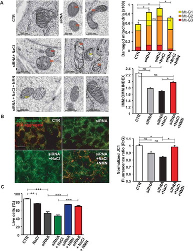 Figure 3. NMN improved mitochondrial function and cell viability in vitro. (A) Evaluation of ultrastructural damage in mitochondria from A10 cells with Ndufc2 knockdown; representative micrographs of mitochondria (left) and graphical representation of the ultrastructural damage in either untreated or treated A10 cells (n = 3). Legend: Nu, nucleus; NM, nuclear membrane, PM, plasma membrane; rER, rough endoplasmic reticulum; Gx, grade of mitochondrial (Mt) damage; IMM, inner mitochondrial membrane; OMM, outer mitochondrial membrane. (B) Fluorescence microscope analysis of mitochondrial membrane potential (ΔΨm) levels through JC1 dye (n = 3); representative images (left) and corresponding quantification (right) are shown. (C) FACS analysis in A10 cells with Ndufc2 knockdown treated with NaCl without or with NMN (n = 3); CTR indicates non-silenced and untreated cells. Results are presented as mean values ± SEM; *p < 0.05 **p < 0.01 ***p < 0.001; ns, not significant for the indicated comparisons.