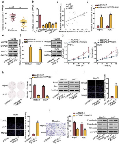 Figure 2. WWOX is positively associated with WWOX-AS1 and exhibits anti-carcinogenic property in HCC. (a) WWOX expression in HCC tissues and adjacent non-tumor tissues was examined through qRT-PCR. (b) WWOX expression in HCC cell lines and one control cell line was detected via qRT-PCR after 48 h of transfection. (c) Pearson’s correlation analysis showed a positive association between WWOX-AS1 expression and WWOX expression in HCC tissues. (d-e) qRT-PCR and western blot were conducted to estimate the effect of WWOX-AS1 overexpression on WWOX mRNA and protein levels after 48 h of transfection. (f) WWOX expression in transfected cells was detected by qRT-PCR and western blot after 48 h of transfection. (g-h) CCK-8 and colony formation assays were utilized to test proliferative ability of pcDNA3.1/WWOX-transfected cells. Cell viability was detected at indicated time points (0, 24, 48, 72 or 96 h). The number of colonies was detected after 14 days of incubation. (i-j) Western blot (after 48 h of transfection) and TUNEL (after 24 h of incubation) were applied to estimated cell apoptosis in transfected cells. (k) Cell migration was measured in WWOX-overexpressed HepG2 and Huh7 cells by transwell assay after 24 h of incubation. (l) The effect of upregulated WWOX on EMT process was tested via western blot analysis of the protein levels of E-cadherin, N-cadherin and Vimentin after 48 h of transfection. **P < .01