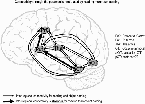 Figure 1. An example of how dynamic causal modelling (DCM) can address modular and distributed architectures. This DCM includes five regions that are commonly activated during reading and picture naming. The results of the DCM analysis show that the connection from visual recognition areas (pOT/aOT) to articulatory areas (PrC), via the putamen, is stronger for reading than for object naming (Seghier & Price, Citation2010).