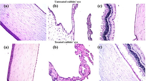 Figure 5. Photomicrographs introducing histopathological sections of normal untreated rabbit eye and rabbit eye treated with optimum SPA50-1, showing histological structure of the (a) cornea, (b) iris, (c) retina, choroid and sclera. All with magnification power of 40x.