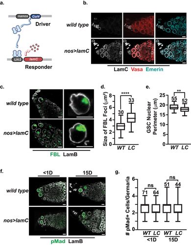 Figure 3. Ectopic production of LamC alters internal nuclear structure without affecting GSC maintenance. a. Individuals carrying the P[GAL4:VP16-nos] driver transgene were crossed with individuals carrying the UASp-lamC responder transgene to generate nos>lamC females. b. Confocal images of wild type or nos>lamC ovaries stained with antibodies against LamC (white), Vasa (red) and emerin (cyan). Scale bars, 5 µm. c. Confocal images of wild type or nos>lamC ovaries stained with antibodies against Fibrillarin (FBL, green) and LamB (white). Scale bars, 5 µm. d., e. Quantification of the nuclear perimeter (d) or Fibrillarin area (e) in wild type (WT) or nos>lamC (LC) GSCs. Statistical analysis used the unpaired two sample t-test. Asterisks indicate significance ** < 0.01, **** <0.0001. f. Confocal images of germaria in ovaries dissected from < 1- or 15-day females of indicated genotypes. Shown are maximum projection images of ovaries were co-stained with antibodies against pMad (green) and LamB (white). Scale bars: 5 μm. g. Quantification of the number of pMad positive cells from < 1-day and 15-day ovaries of indicated genotypes. Statistical analysis used the unpaired two sample t-test, ns= not significant. For all graphs (d,e,g) shown in this figure, each box represents the 25th to 75th percentile interval, the line represents the median and the whisker represents the 5th to 95th percentile interval and non-outlier range. Total number of germaria analyzed is noted above each top whisker.