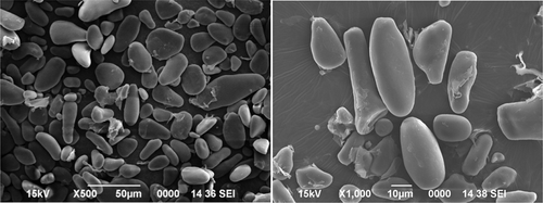 Figure 6. Scanning electron micrograph of culinary banana starch.