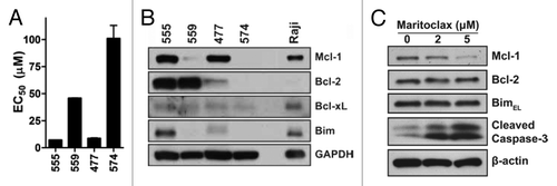 Figure 2. Maritoclax potency correlates with Mcl-1 expression in primary human AML. (A) The EC50 of maritoclax in 4 primary human AML samples were assayed by treating samples with maritoclax over 48 h. Error bars = SD (n = 3). (B) The expression of Bcl-2 family proteins were detected for the same 4 primary human AML samples through immunoblotting, with the Raji Burkitt lymphoma cell line as positive control. (C) Primary human AML case #555 was treated with the indicated concentrations of maritoclax for 24 h, and protein expression was analyzed by immunoblotting.