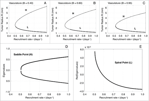 Figure 2. Bifurcation diagrams with respect to the immune recruitment rate r and local stability analysis. (A–C) One-parameter bifurcation diagrams with respect to the effector cell recruitment rate r for different values of the functional tumor-associated vasculature B (0.40, 0.60 and 0.95, respectively). The upper branches correspond to the saddle point H, whereas the lower branches to the spiral point L. Solid lines depict stable fixed points and dotted lines the unstable fixed points. (D) Eigenvalues of the Jacobian estimated at the saddle point H with respect to the parameter r for vascularization B = 0.60. (E) Real part of the eigenvalues of the Jacobian estimated at the spiral point L with respect to the parameter r for vascularization B = 0.60.