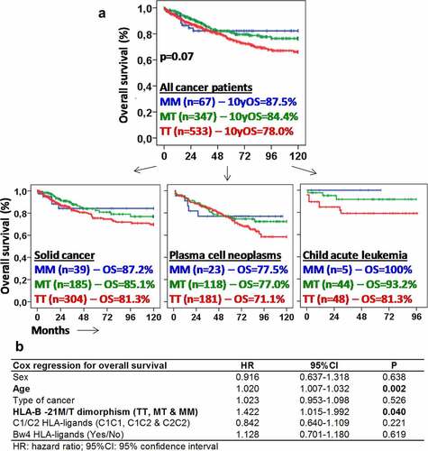 Figure 3. Methionine −21 of the HLA-B leader peptide is associated with longer survival in patients with different types of cancer. (a) Kaplan–Meier and log-rank test for overall survival according to the genotype TT, MT or MM of the position −21 of the HLA-B leader peptide in all cancer patients and in patients with solid cancer (melanoma, bladderand ovarian cancer), plasma cell neoplasms and child acute leukemia. Ten-year overall survival rate (10yOS) is indicated for each group of patients. (b) Cox regression analysis of overall survival for sex, age, type of cancer, HLA-B −21 M/T dimorphism, and C1, C2, and Bw4 HLA-ligands