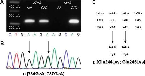 Figure 2 Distinguishing between APOE ε7 and APOE ε3 by allele-specific PCR.