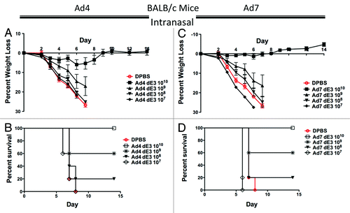 Figure 3. Protection by mucosal intranasal immunization in BALB/c mice. Groups of 5 female BALB/c mice were immunized intranasally with 10-fold serial dilutions of Ad4 or Ad7 expressing the centralized HA1-con hemagglutinin gene. Three weeks after immunization the mice were challenged with 100 MLD50 of mouse-adapted influenza A/PR/8/34. Protection against weight loss and survival induced by the Ad4 vaccine is shown in A and B, respectively. Protection against weight loss and survival induced by the Ad7 vaccine is shown in C and D, respectively. Mice that lost 25% of baseline body weight were humanely euthanized.