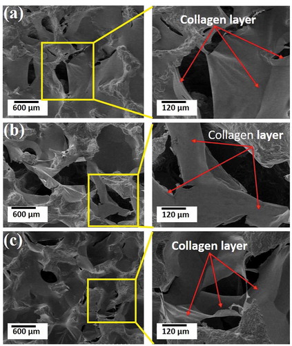 Figure 4. Mechanism of reducing porosity and strengthening of HAp scaffolds fabricated by collagen with 95% compressive ratio, sintering at 1000°C (a), 1100°C (b), and 1200°C (c).