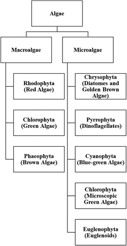 Figure 1. The simple classification of algae. Adapted from Citation110 and Citation111