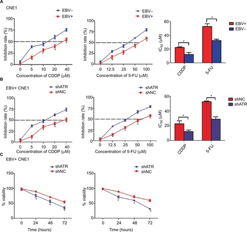 Figure 3 ATR interference enhances the chemosensitivity of EBV-positive CNE1 cells to CDDP or 5-FU in vitro.Notes: (A) EBV increased the resistance of CNE1 cells to CDDP or 5-FU. (B, C) ATR knockdown enhanced CDDP and 5-FU cytotoxicity in a dose- and time-dependent manner. EBV-positive CNE1 cell proliferation and viability were measured using CCK-8 assays. Data represent the mean±SD of quadruplicate determinations. *P<0.05.Abbreviations: 5-FU, 5-fluorouracil; ATM, ataxia telangiectasia mutation; ATR, ATM and Rad-3 related; CCK-8, Cell Counting Kit-8; CDDP, cisplatin; EBV, Epstein–Barr virus.