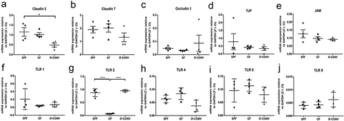 Figure 4. Bt-CONV specifically downregulates claudin 3 and upregulates TLR2 mRNA expression.