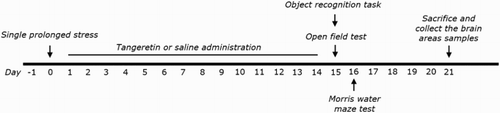 Figure 1. The protocol used to create SPS-induced memory impairment, and that for TAN treatment. Each group of rats contained 6∼7 animals. OFT; open field test, ORT; object recognition task, MWM; Morris water maze test.