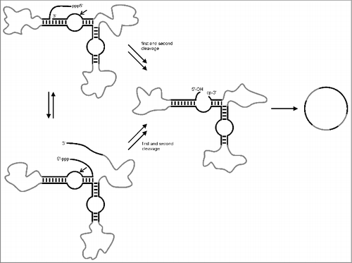 Figure 3. Hairpin ribozyme supported RNA circularization. The in vitro transcribed linear precursor folds into 2 alternative cleavage-active conformations, removing first the 3′-end and then the 5′-end or vice versa. The resulting structure contains a 5′-OH and a 2′, 3′-cyclic phosphate as required for ligation. As a result a circular RNA is formed. For detailed information see text. Black: minimal hairpin ribozyme structure; gray: any desired sequence.