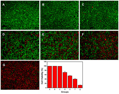 Figure 7 Enhanced PDT mediated by HCINPs was studied using the live-dead method in vitro. (A) Ctr group, cells without nanoparticles exposure and NIR irradiation; (B) NIR group, cells with NIR irradiation, but without nanoparticles exposure; (C) HCINP group, cells with HCINPs exposure, but without NIR irradiation; (D) IR820+NIR group, cells with IR820 exposure and NIR irradiation; (E) CINP+NIR group, cells with CINPs exposure and NIR irradiation; (F) HINP+NIR group, cells with HINPs exposure and NIR irradiation; (G) HCINP+NIR group, cells with HCINPs exposure and NIR irradiation.