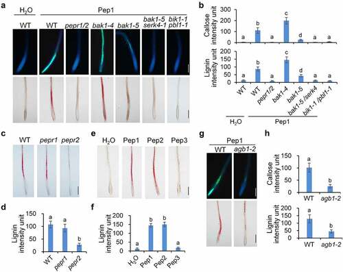 Figure 2. Pep1-induced callose and lignin deposition relies on PEPR1/2, BAK1/SERK4, BIK1/PBL1 and AGB1. (a and b) Pep1 induces callose and lignin depositions through PEPR1/2, BAK1/SERK4, and BIK1/PBL1. (c and d) PEPR2 plays a major role in the Pep1-induced lignin disposition. (e and f) Pep1, Pep2, but not Pep3 induce lignin disposition in root tips.(g-h) Pep1 induces callose and lignin deposition through AGB1. One-week-old plate-grown seedlings of indicated genotypes were treated with H2O or 1 μM Pep1 for 24 hours, followed by callose or lignin staining. Quantification data of callose and lignin in b, d, f, and h were indicated as means of intensity unit from each repeat. Significant differences were shown by different letters (Student’s t-test, n ≥ 8). The experiment was repeated three times with similar results. Bar = 200 μm.