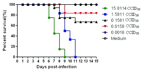 Figure 7. Intracerebral inoculation of 1131/CA16 results in dose-related mortality.