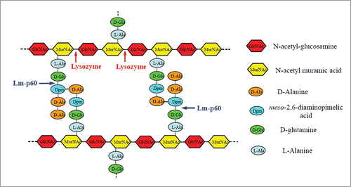 Figure 1. Structure of L. monocytogenes murein, showing the predicted cleavage sites for Lm-p60 and the cleavage sites for lysozyme.