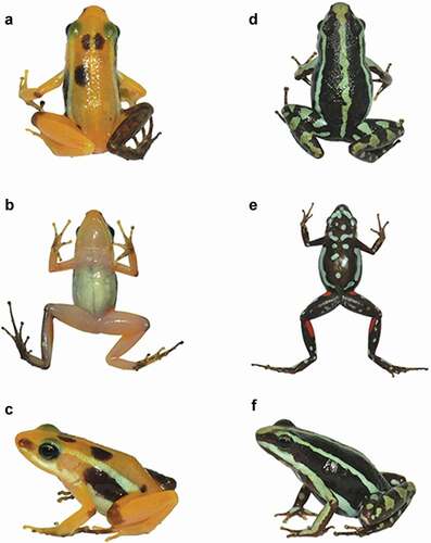 Figure 2. Photographs of (a) dorsal, (b) ventral and (c) dorsolateral views of leucistic individual and (d) dorsal, (e) ventral and (f) dorsolateral views of normal/common individual. Photographs by David Brito-Zapata