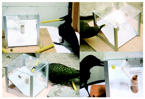 Figure 2. Kea and New Caledonian crow using the stick (left) and the ball-shaped (right) tool on the Multi Access Box.