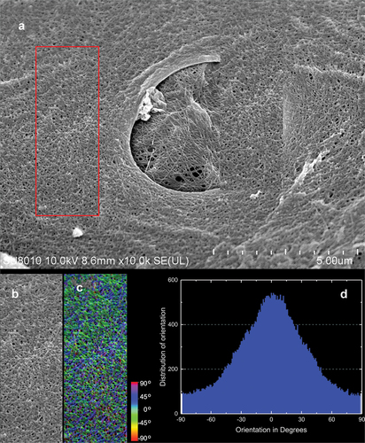 Figure 11. SEM image of protocolagen fiber in pinacoderm of the sponge Spongilla lacustris. (a) Pinacoderm surface with pores (red box indicates analyzed surface, SEM image by Jagna Karcz). (b) Fragment of pinacoderm utilized to analysis. (c) Analysis of fiber direction in the pinacoderm (calculated angles visualized according to color scale). (d) Distribution of fiber orientation in the pinacoderm.