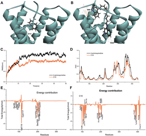 Figure 3 The interactions between 4-aminoquinoles and the α2A–AR. 4-aminoquinoline monomer (A) or C10 (B) were docked into the α2A -AR homology based on a human β1-AR crystal structure (2YCY). Molecular dynamics was subsequently performed. The root-mean-square deviation (RMSD) was shown in (C), and the root-mean-square fluctuation (RMSF) profiles were in (D). And each residue energy contribution to the binding-free energy of the system was in (E) (4-aminoquinoline- α2A -AR) and (F) (C10-α2A -AR).