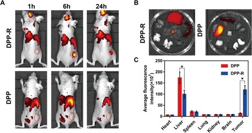 Figure 6 Targeting ability of DPP-R in vivo. (A) FLI images of nude mice after being intravenously injected with DPP-R and DPP respectively for 1 h, 6 h, and 24 h. (B) FLI images and the average fluorescence intensity (C) of major organs ex-vivo. (The data were shown as mean±SD, n=3, *p<0.05).