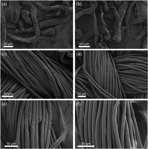 Figure 5. SEM images for chopped snippets of (a) 100% polyester and (b) recovered polyester, (c) polycotton 80/20 fabric and (d) recovered polyester fabric, and (e) polycotton 80/20 fibre bundle and (f) recovered polyester bundle.