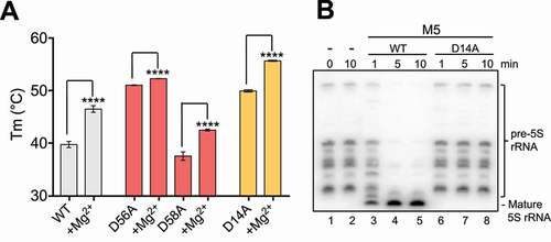 Figure 3. Key residues in M5 active site. (A) Plot of melting temperature (Tm) of the full-length M5 wild-type (WT) or mutant D56A, D58A and D14A protein in the absence or presence of Mg2+ ions, measured in degree Celsius ( ∘C) from a DSF experiment. Significantly different samples are indicated by asterisks according to a standard P-test. (B) Northern blot showing removal of 5ʹ- and 3ʹ-extensions from 50S(pre-5S) particles by M5 wild-type (M5WT) (lanes 3–5), and lack thereof by M5D14A mutant protein (lanes 6–8) at different time points. Lanes 1–2 show pre-5S rRNA at the first and last time point in the absence of M5 protein