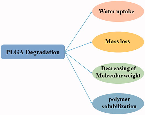 Figure 1. The mechanism of PLGA degradation.