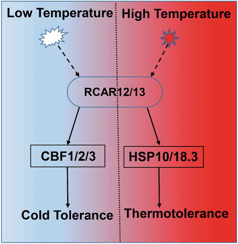 Figure 6. Model illustrating how RCARs response to heat and cold stresses in plants.