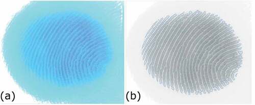 Figure 2. Contact area image of a finger on a glass plate while in sliding contact. (a) Raw RGB image and (b) Gray-scale converted image with the contours of the detected contact area superimposed in blue.