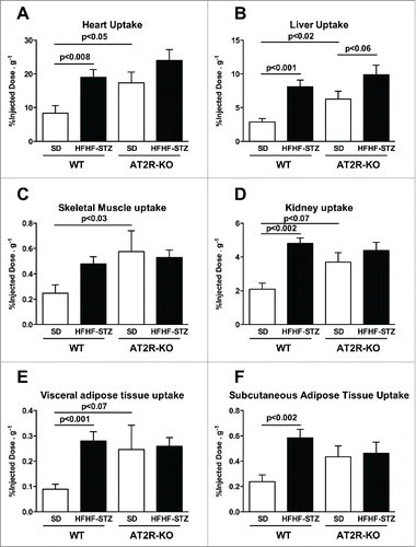 Figure 2. Effect of HFHF-STZ on postprandial dietary fatty acid uptake of [18F]-FTHA in WT and AT2R-KO mice. WT and AT2R-KO mice were fed either a standard laboratory rodent diet (SD) or a high-fat/high-fructose diet with small injection of streptozotocin (HFHF-STZ) for 6 weeks. At the end of the experimental period, [18F]-FTHA was given per os during the postprandial state. The uptake of [18F]-FTHA was analyzed in the heart (A), the liver (B), the skeletal muscle (gastrocnemius) (C), the kidney (D), the visceral (retroperitoneal) adipose tissue (E) and the subcutaneous adipose tissue (F). Data are presented as mean ± SE (n = 8–10). Statistical analyses of the data were performed using Mann-Whitney test.