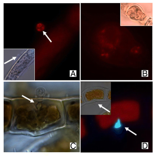 Figure 1. Actin labeling of E. dicksonii infecting Pylaiella littoralis. (A) Prominent plaques of actin in a pathogen spore attached to the host cell wall. Arrow shows fine AFs accumulated in adhesorium-pad site. Inset: combination of DIC and DNA staining with Hoechst 33258 of the same spore. (B). AFs crossing the parasite cytoplasm in an early zoosporangium. Inset: DIC of the related image. (C) DIC of E. dicksonii spore attached to the surface of Macrocystispyrifera. Arrow shows the cell wall modifications. (D) Staining with Aniline Blue of E. dicksonii infecting Ectocarpus crouaniorum. Arrows show the attached spore and the accumulation of β-1,3glucans on the cell wall at the penetration site. The scale bar is 5μm.
