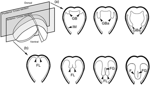 Figure 7. Schematic diagrams of the development of gill (a) and foot (b). GB, gill bud; GBa, gill bar; FG, foot groove; FL, foot lobe; and IM, inner mantle.