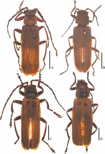 Figure 4. Habitus, dorsal view (A, C. male; B, D.female): A–B. Lycocerus varipubens (Wittmer, Citation1978)(A. IZAS, IOZ(E)1389491; B. IZAS, IOZ(E)1435456); C–D. L. zayuensis sp.nov.(C. IZAS, IOZ(E)1389662; D. IZAS, IOZ(E)1436781). Scale bars: 2.0 mm.