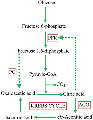 Figure 2. Schematic representation of the main metabolic reactions involved in the production of citric acid by Aspergillus niger (Soccol et al. Citation2006).