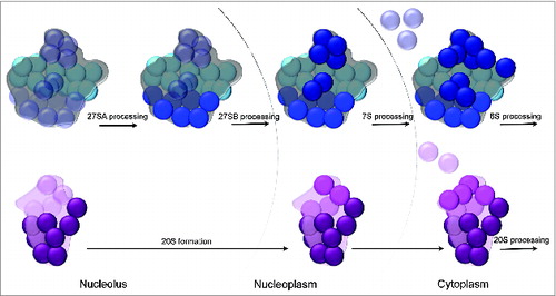 Figure 5. Models for hierarchical assembly of yeast ribosomal subunits. Cartoon representations of the subunit interfaces of the large (top) and small (bottom) ribosomal subunits are shown. The models show the sequential stabilization of binding of ribosomal proteins around discrete structural neighborhoods of the small and large subunits. Ribosomal proteins are represented by spheres and the groups are colored according to Figure 3. Ribosomal proteins that are loosely associated with pre-ribosomes are faint and transparent while those that are already tightly bound to assembling ribosomes are bright and solid. Hierarchical stabilization of ribonucleoprotein neighborhoods coincides with the step-wise steps of pre-rRNA processing.