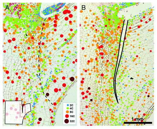 Figure 2. Endoreduplication in the AZ of untreated control (A) and debladed plant, 36 h after ethylene treatment (B). In situ DNA content of nuclei is shown as bubble graphs, superimposed over the images of Feulgen-stained median longitudinal tissue sections of AZ that were measured. For measuring the amount of nuclear DNA the interphase-peak method was applied.Citation9-Citation11,Citation19 The method adapted for use with tissue sections allows spatial and temporal examination of the distribution of nuclei. Nuclei of different endopolyploidy classes are color-coded in bubble graphs. Diameter of bubbles is linearly related to the diameter of measured nuclei. The site of future fracture is shown by dashed line in (A); fracture is delineated by black line in (B). The area visible in each panel is represented in the schematic drawing of a stem segment containing AZ in the lower left.