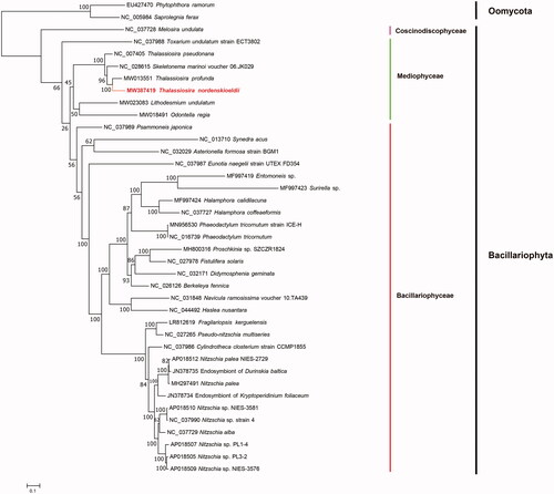 Figure 1. Maximum likelihood (ML) phylogenetic tree of T. nordenskioeldii based on concatenated amino acid sequences of 31 genes from 36 diatom mtDNAs, with Phytophthora ramorum (EU427470) and Saprolegnia ferax (NC_005984) serving as outgroup taxa. The numbers beside branch nodes are the percentages based on 1000 bootstrap replicates.