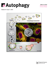 Cover image for Autophagy, Volume 14, Issue 1, 2018