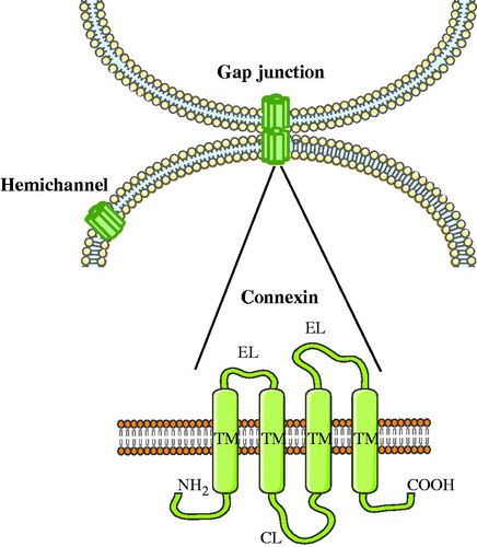 Figure 1. Structure of gap junctions. Gap junctions are formed by the docking of two hemichannels or connexons from neighboring cells, which in turn are built up by six connexins. Connexins share a similar structure consisting of four transmembrane domains (TM), two extracellular loops (EL), one cytosolic loop (CL), one cytosolic carboxyterminal tail (COOH) and one cytosolic aminotail (NH2).