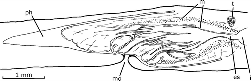 Figure 3. Gigantea maupoi sp. nov. Diagrammatic reconstruction of the pharynx in lateral view of the holotype. Scale bar: 1 mm.