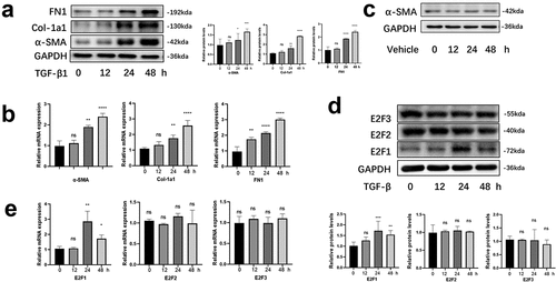 Figure 1. E2F1 was highly expressed in HCFs induced by TGF-β1. (a, b) Differentiation associated proteins (a) and mRNAs (b) in TGF-β1 stimulated HCFs in manner of time (loading control: GAPDH). n = 3 *p < 0.05, **p < 0.01, ***p < 0.005 ****p < 0.001 vs 0 h. C The plates that cells were cultured exerted no significant impact on differentiation. D, E Timeline of E2F1, E2F2, E2F3 protein (d) and mRNA (e) expression after TGF-β1 stimulating in manner of time. n = 3. *p < 0.05, **p < 0.01. ***p < 0.005. ****p < 0.001 vs 0 h