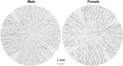 Figure 1. Representative images of male and female whole mount chicken corneal stromal nerves from 6-month-old chickens. The whole cornea was labeled with anti-PGP9.5 antibody, and images were recorded using a fluorescent microscope with a 10× objective lens focusing on the middle stroma. Each reconstructed cornea consisted of about 150 images.