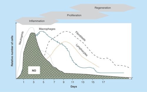 Figure 2.  Macrophage-induced generation of nitric oxide.Inflammatory cells, primarily macrophages, are responsible for the largest generation of NO in wounds. This corresponds to the early peak of NO in the healing cascade.Reprinted with permission from [Citation3] © Elsevier (2002).