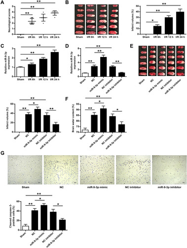 Figure 1 MiR-9-3p was upregulated in brain tissues of I/R mice and downregulated in attenuated ischemic brain infarction in vivo. (A–C) Mice were subjected to MCAO/R for 6 h, 12 h or 24 h. (A) Neurobehavioral outcomes. (B) Infarct volumes. (C) The expression of miR-9-3p in brain tissues was detected by RT-qPCR. (D–F) Mice were injected with miR-9-3p mimics/inhibitor or corresponding negative controls and then exposed to MCAO/R for 24 h. (D) The expression of miR-9-3p in brain tissues was detected by ER-qPCR. (E) Infarct volumes. (F) Brain water content. (G) Mice were injected with miR-9-3p mimics/inhibitor or corresponding negative controls and then exposed to MCAO/R for 24 h. The expression of cleaved caspase-3 in cerebral cortex was evaluated by immunohistochemistry. (×200, scale bar = 100μm). n = 6 in each group. Data were expressed as mean ± SD. *p <0.05, **p <0.01.